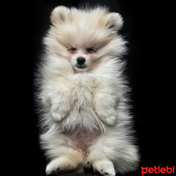 Pomeranyalı, Köpek  ice fotoğrafı
