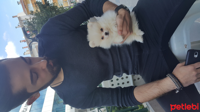Pomeranyalı, Köpek  ice fotoğrafı