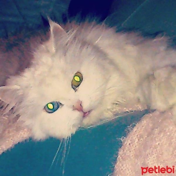 İran Kedisi (Persian), Kedi  Laila fotoğrafı