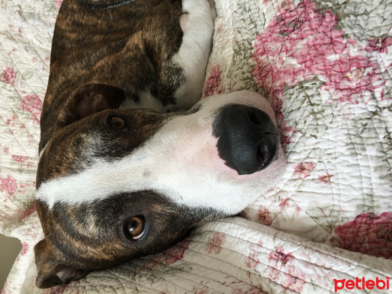 Amerikan Staffordshire Terrier, Köpek  Pax fotoğrafı