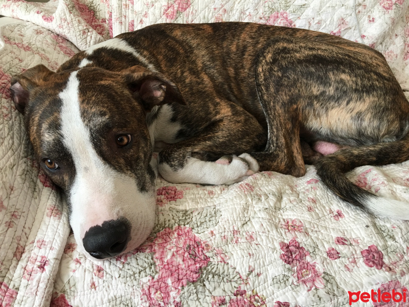 Amerikan Staffordshire Terrier, Köpek  Pax fotoğrafı