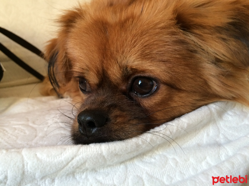 Pekingese, Köpek  Ares, tiffany fotoğrafı