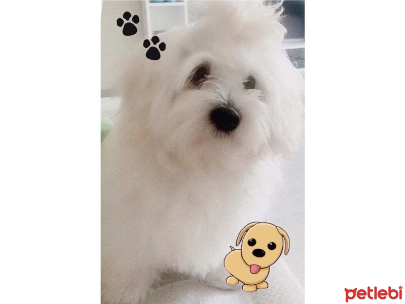 Maltese, Köpek  Teddi fotoğrafı