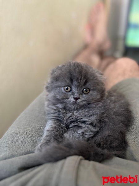 Scottish Fold, Kedi  Rozi fotoğrafı