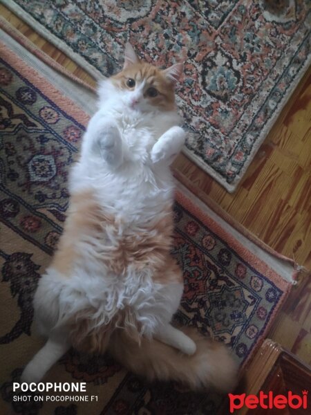 Sarman, Kedi  Ceviz fotoğrafı