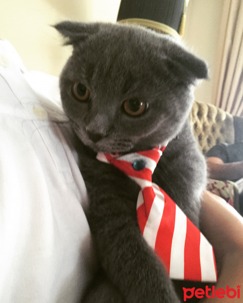 Scottish Fold, Kedi  DUMAN fotoğrafı