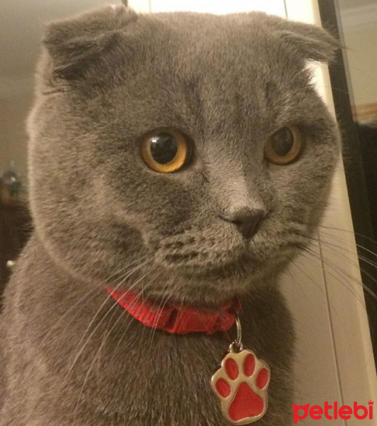 Scottish Fold, Kedi  DUMAN fotoğrafı