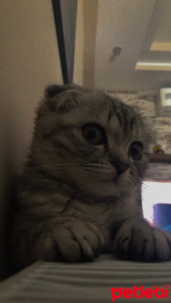 Scottish Fold, Kedi  Thor fotoğrafı