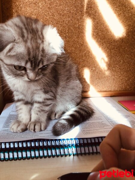 Scottish Fold, Kedi  Thor fotoğrafı