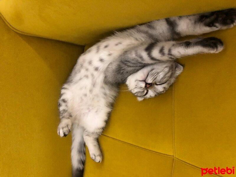 Scottish Fold, Kedi  Thor fotoğrafı