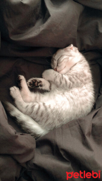 Scottish Fold, Kedi  Thor fotoğrafı