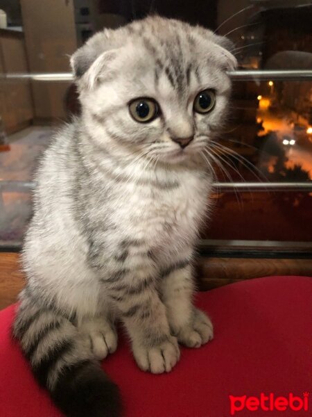 Scottish Fold, Kedi  Thor fotoğrafı