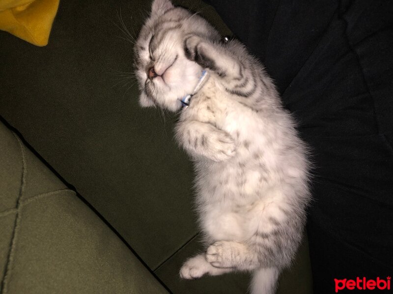 Scottish Fold, Kedi  Thor fotoğrafı