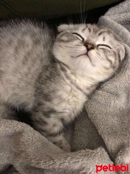 Scottish Fold, Kedi  Thor fotoğrafı