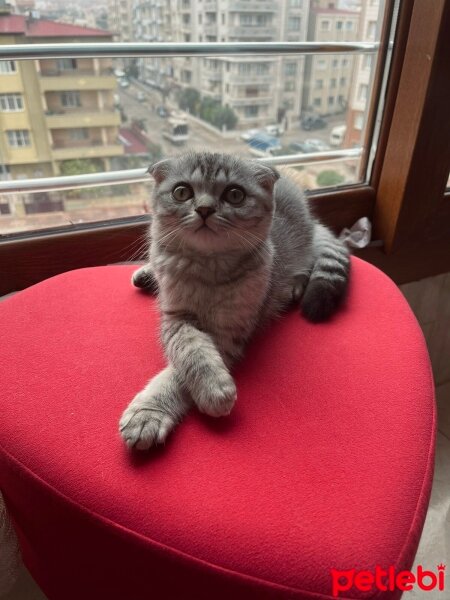 Scottish Fold, Kedi  Thor fotoğrafı