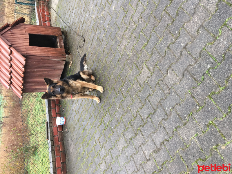 Alman Çoban Köpeği, Köpek  Ruzgar fotoğrafı