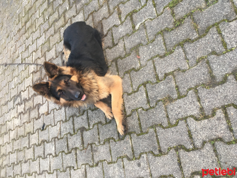 Alman Çoban Köpeği, Köpek  Ruzgar fotoğrafı