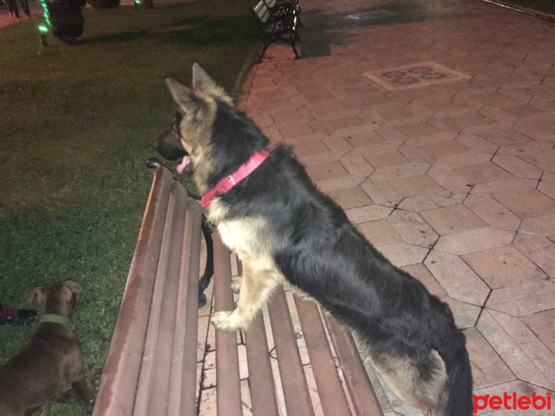 Alman Çoban Köpeği, Köpek  Ruzgar fotoğrafı