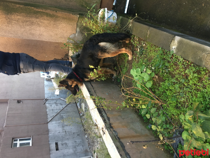 Alman Çoban Köpeği, Köpek  Ruzgar fotoğrafı