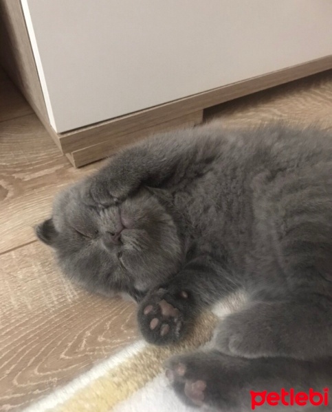 Scottish Fold, Kedi  Missy Vera fotoğrafı