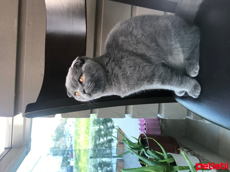 Scottish Fold, Kedi  Missy Vera fotoğrafı
