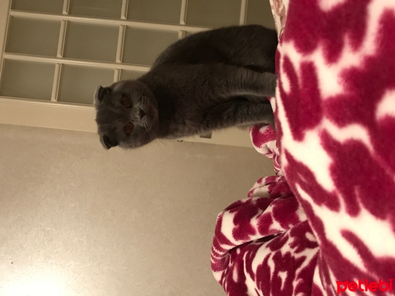 Scottish Fold, Kedi  Missy Vera fotoğrafı