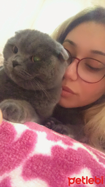 Scottish Fold, Kedi  Missy Vera fotoğrafı