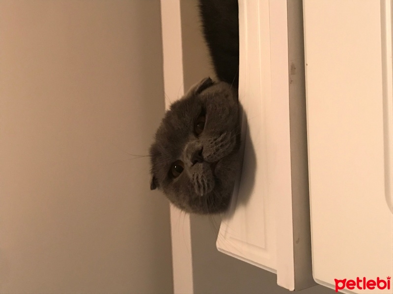 Scottish Fold, Kedi  Missy Vera fotoğrafı