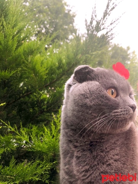 Scottish Fold, Kedi  Missy Vera fotoğrafı