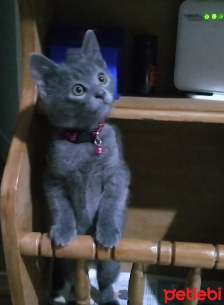 Mavi Rus, Kedi  cesur fotoğrafı
