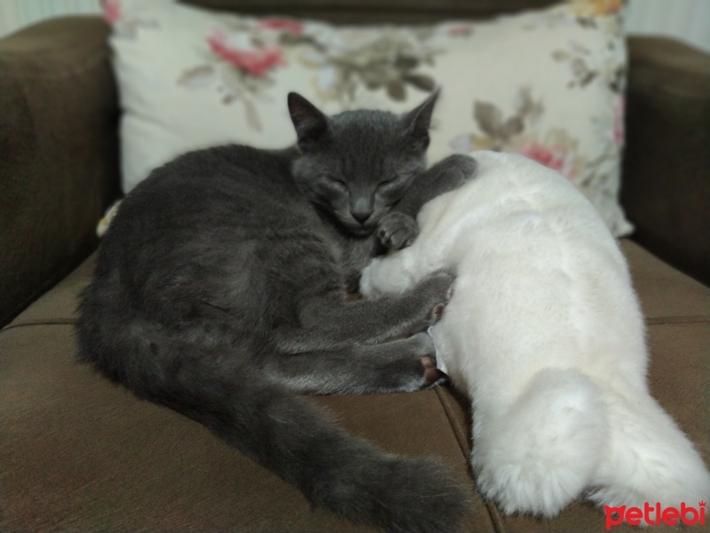 Mavi Rus, Kedi  cesur fotoğrafı