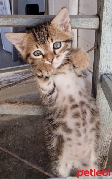 Mavi Rus, Kedi  cesur fotoğrafı
