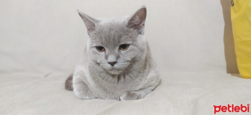 British Shorthair, Kedi  Leo fotoğrafı