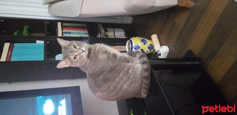 Tekir Kedi, Kedi  Maya fotoğrafı