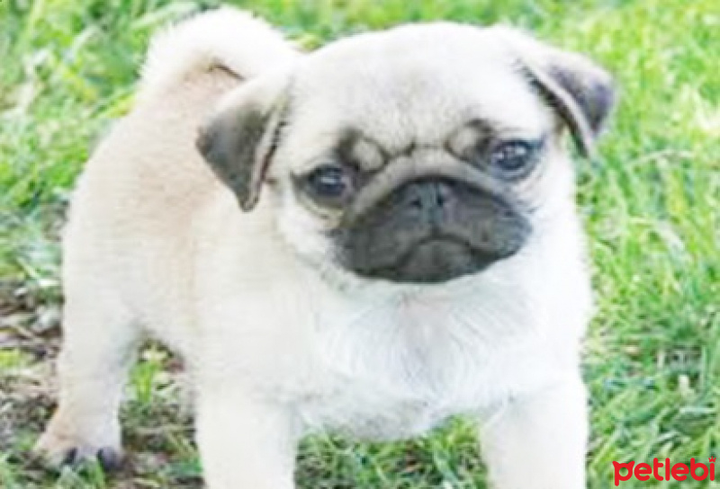 Akbaş, Köpek  miko fotoğrafı