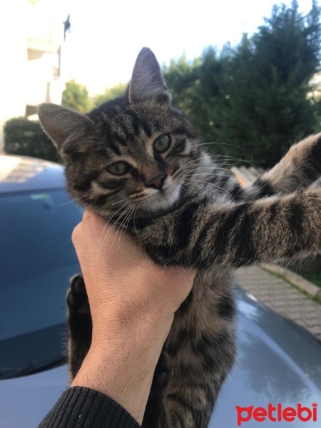 Tekir Kedi, Kedi  Minnoş fotoğrafı