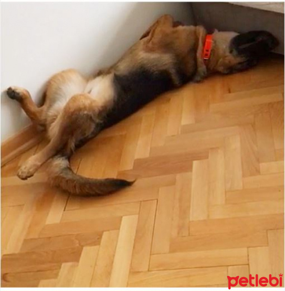 Alman Çoban Köpeği, Köpek  Zeyna fotoğrafı
