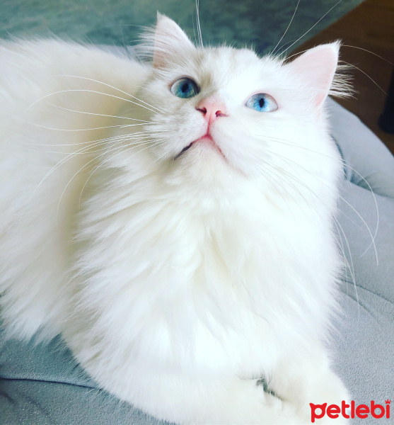 Chinchilla, Kedi  maviş fotoğrafı