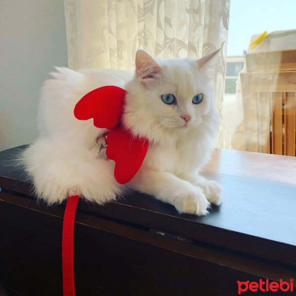 Chinchilla, Kedi  maviş fotoğrafı
