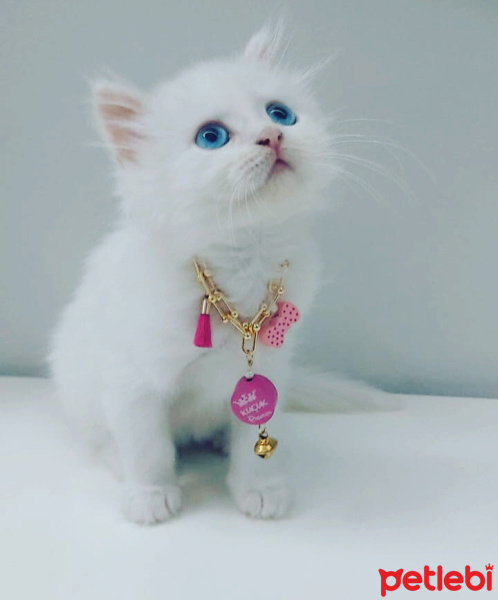 Chinchilla, Kedi  maviş fotoğrafı