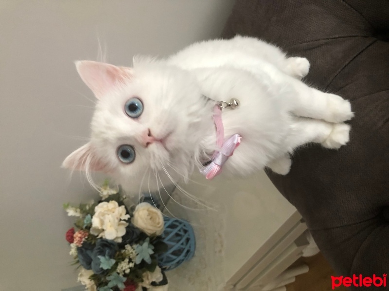 Chinchilla, Kedi  maviş fotoğrafı