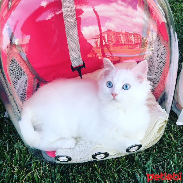 Chinchilla, Kedi  maviş fotoğrafı