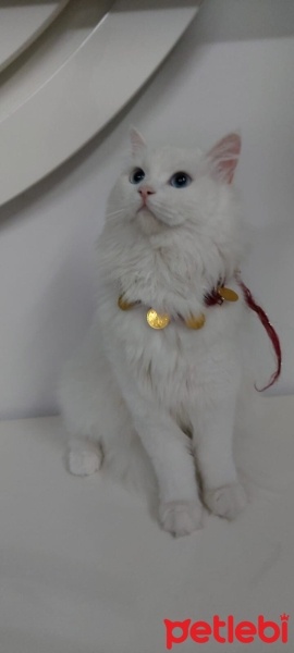 Chinchilla, Kedi  maviş fotoğrafı