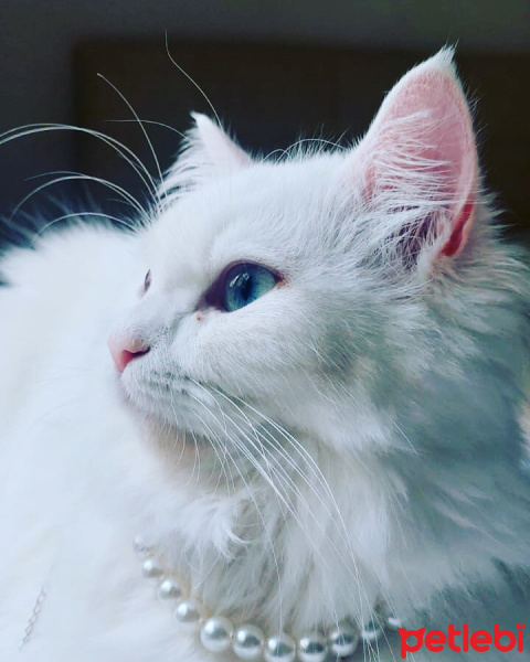 Chinchilla, Kedi  maviş fotoğrafı