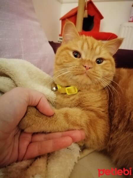 British Shorthair, Kedi  Hera fotoğrafı