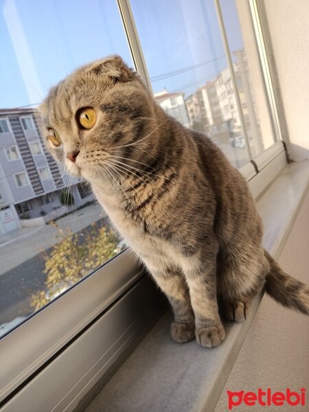 Scottish Fold, Kedi  Lila fotoğrafı