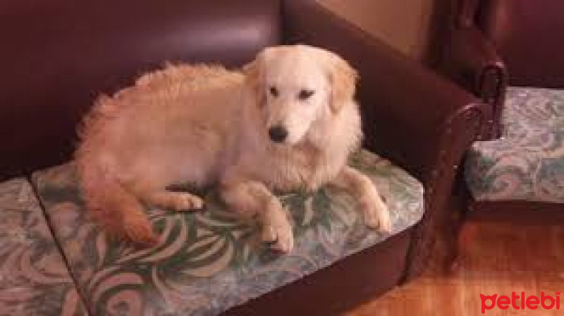 Golden Retriever, Köpek  dominink fotoğrafı