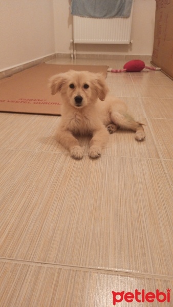 Golden Retriever, Köpek  Ares fotoğrafı