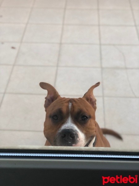 Amerikan Staffordshire Terrier, Köpek  THOR fotoğrafı