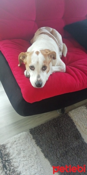 Jack Russell Terrier, Köpek  Suzi fotoğrafı